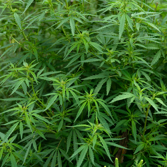 🌿 Chanvre : 3 faits surprenants sur cette plante écologique et durable